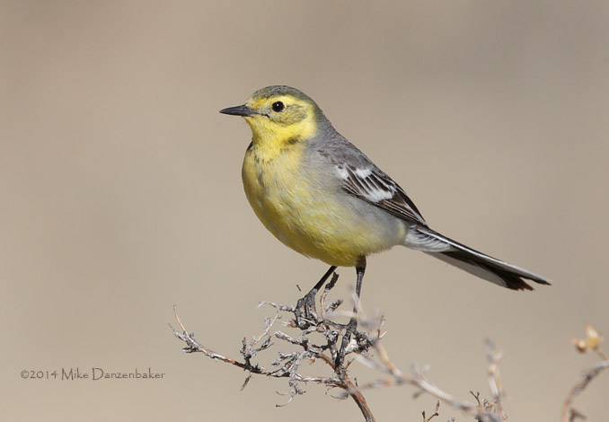 Citrine Wagtail (Motacilla citreola) photo