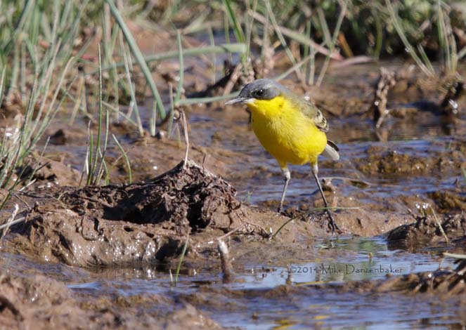 Eastern Yellow Wagtail (Motacilla tschutschensis) photo