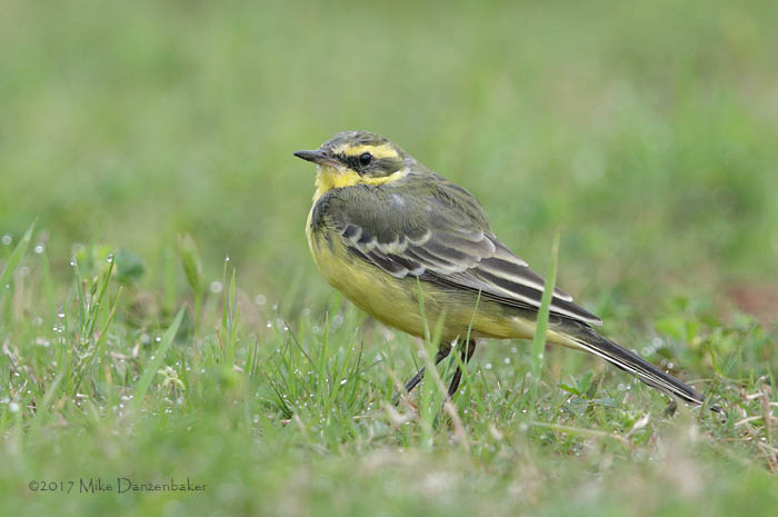 Eastern Yellow Wagtail (Motacilla tschutschensis) photo