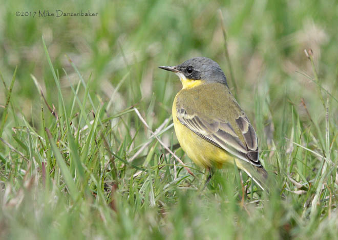 Eastern Yellow Wagtail (Motacilla tschutschensis) photo