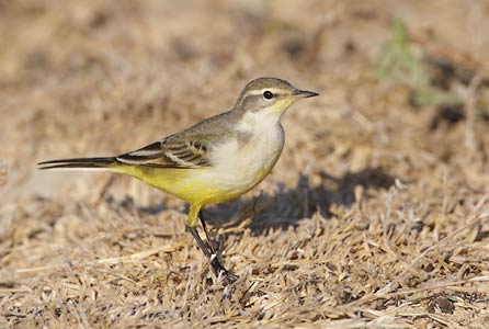 Yellow Wagtail (Motacilla flava) photo