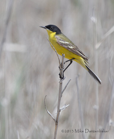 Western Yellow Wagtail (Motacilla flava) photo