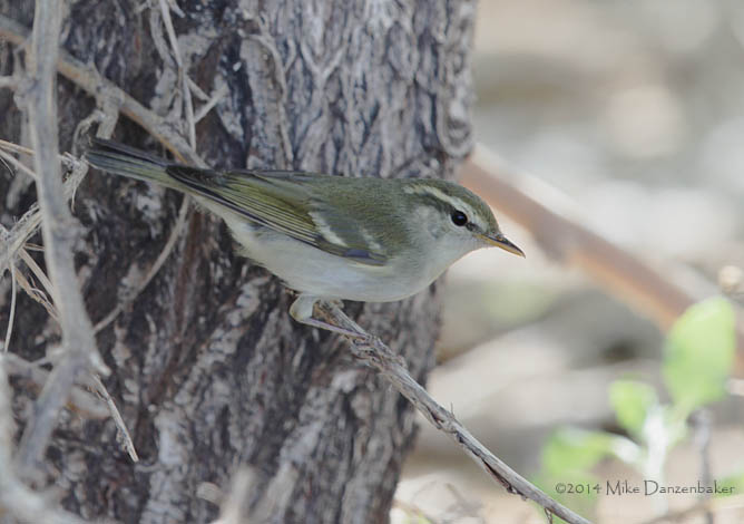 Two-barred Warbler (Phylloscopus plumbeitarsus) photo