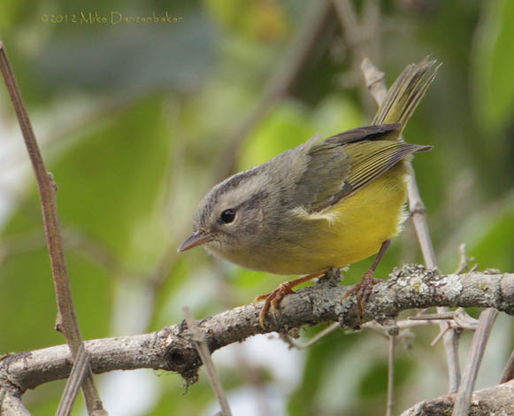 Three-banded Warbler (Basileuterus trifasciatus) photo