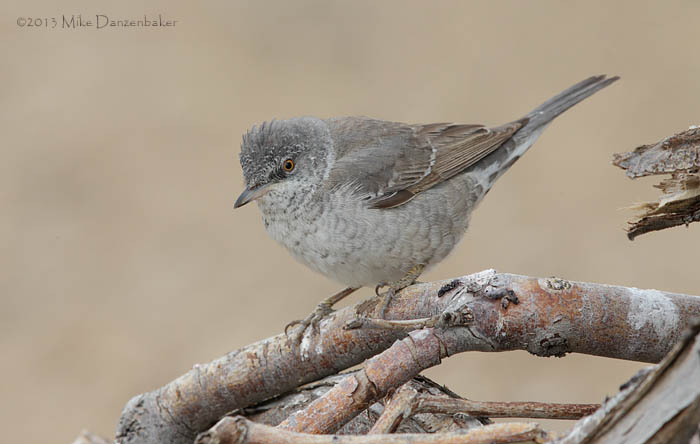 Barred Warbler (Sylvia nisoria) photo