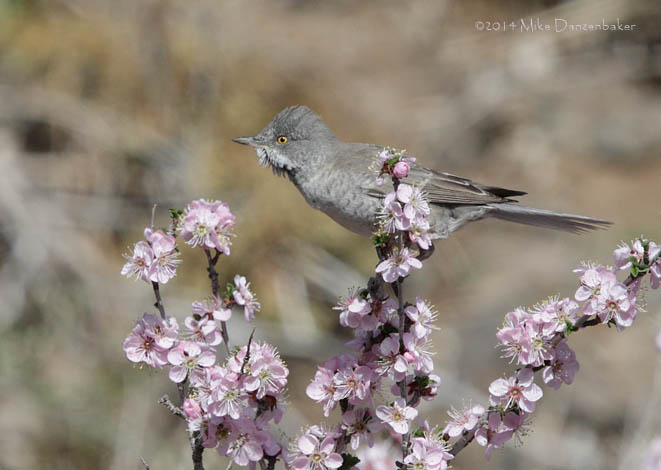 Barred Warbler (Sylvia nisoria) photo