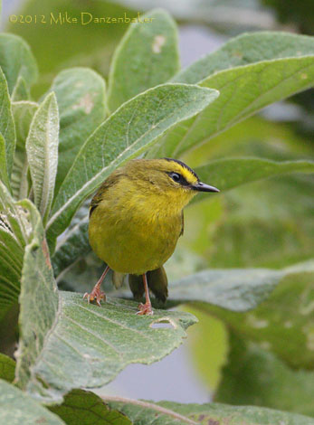Black-crested Warbler (Basileuterus nigrocristatus) photo