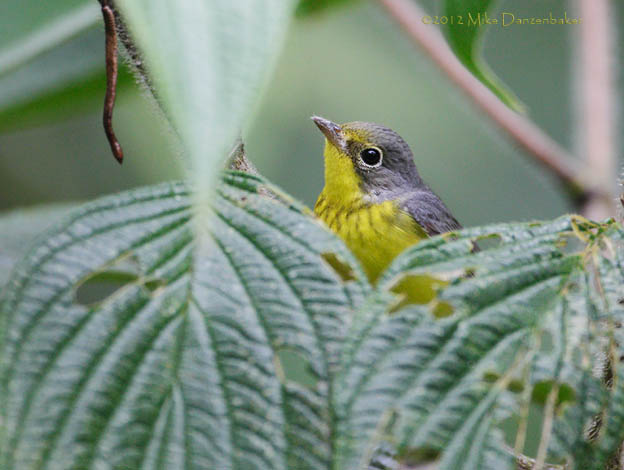 Canada Warbler (Wilsonia canadensis) photo
