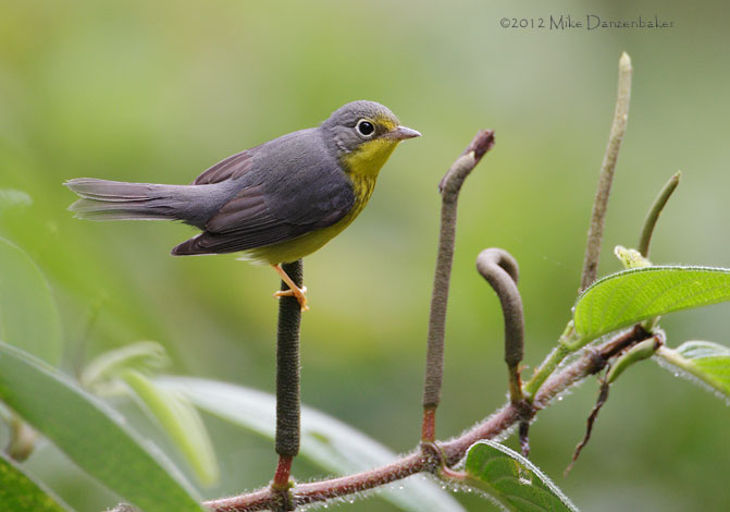 Canada Warbler (Wilsonia canadensis) photo