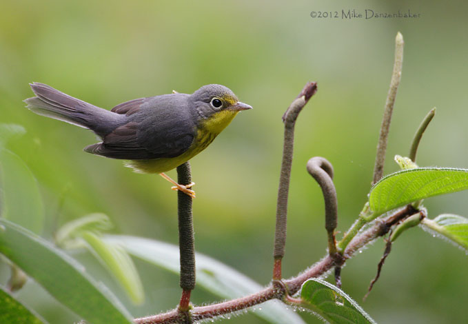 Canada Warbler (Wilsonia canadensis) photo