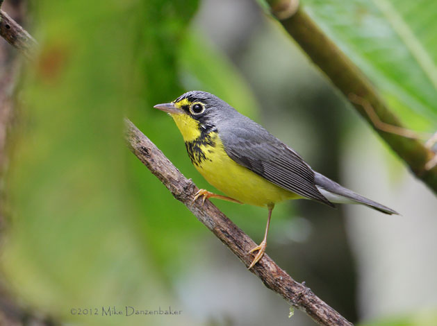 Canada Warbler (Wilsonia canadensis) photo