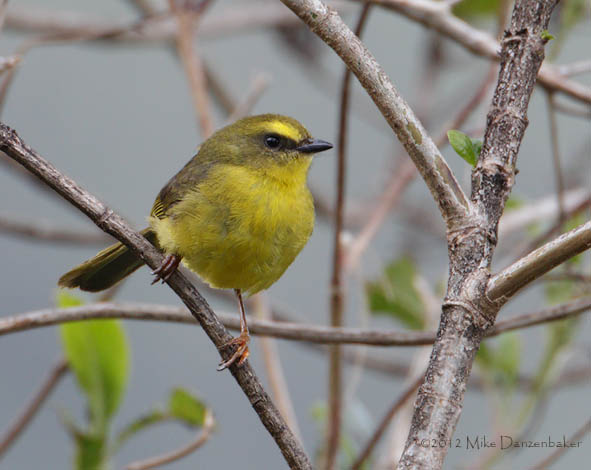 Citrine Warbler (Basileuterus luteoviridis) photo