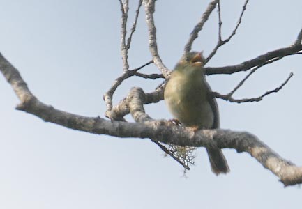 Cryptic Warbler (Cryptosylvicola randriansoloi) photo