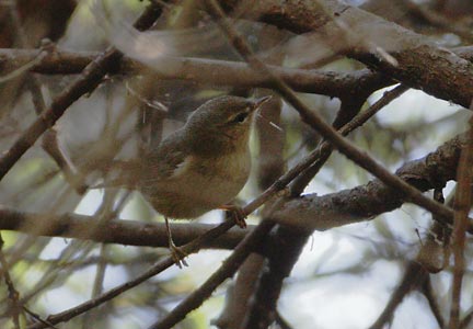 Dusky Warbler (Phylloscopus fuscatus) photo