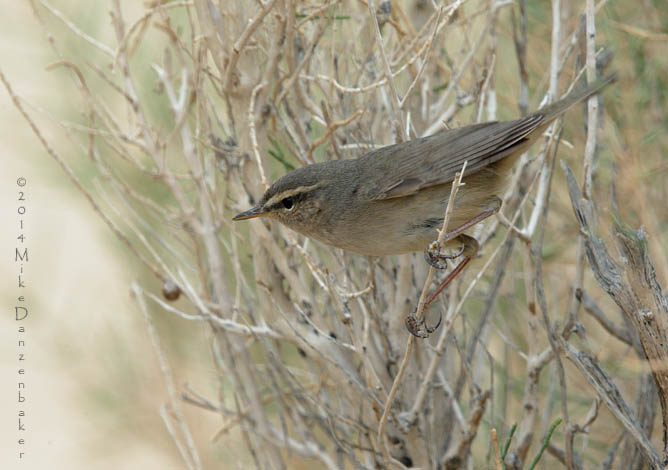 Dusky Warbler (Phylloscopus fuscatus) photo