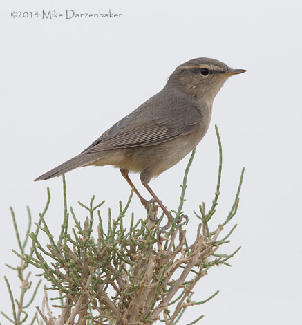 Dusky Warbler (Phylloscopus fuscatus) photo