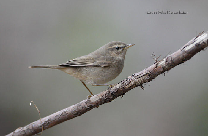 Dusky Warbler (Phylloscopus fuscatus) photo