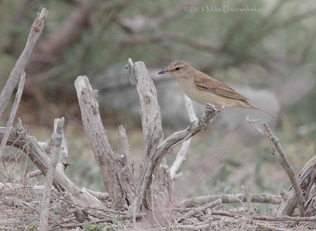 Great Reed Warbler (Acrocephalus arundinaceus) photo