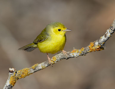 Hooded Warbler (Wilsonia citrina) photo