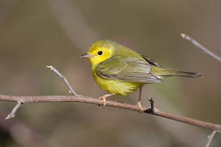Hooded Warbler (Wilsonia citrina) photo