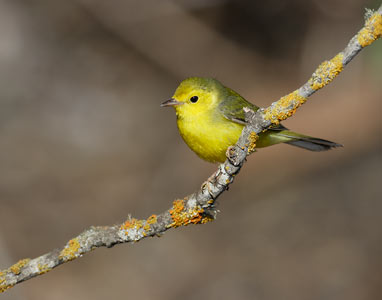 Hooded Warbler (Wilsonia citrina) photo