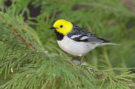 Hermit Warbler (Dendroica occidentalis) photo