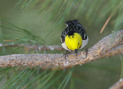 Hermit Warbler (Dendroica occidentalis) photo