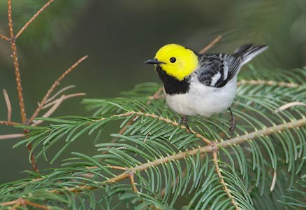Hermit Warbler (Dendroica occidentalis) photo