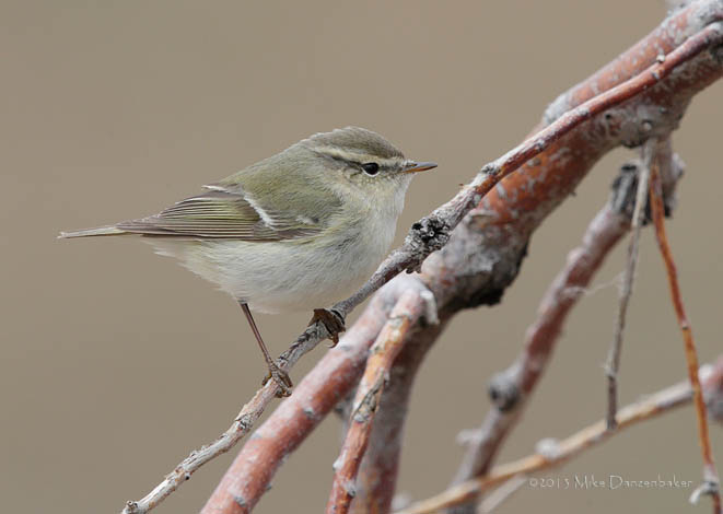 Hume's Leaf Warbler (Phylloscopus humei) photo