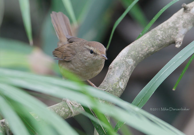 Manchurian Bush Warbler (Cettia canturians) photo