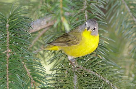 Nashville Warbler (Vermivora ruficapilla) photo