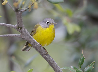 Nashville Warbler (Vermivora ruficapilla) photo