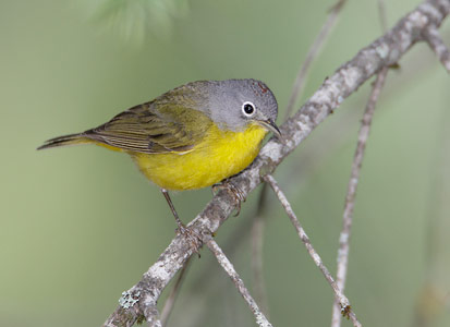 Nashville Warbler (Vermivora ruficapilla) photo