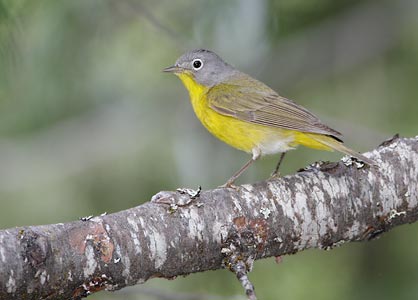 Nashville Warbler (Vermivora ruficapilla) photo