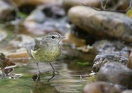 Orange-crowned Warbler (Vermivora celata) photo