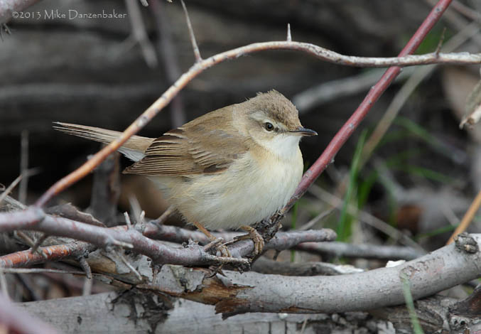 Paddyfield Warbler (Acrocephalus agricola) photo
