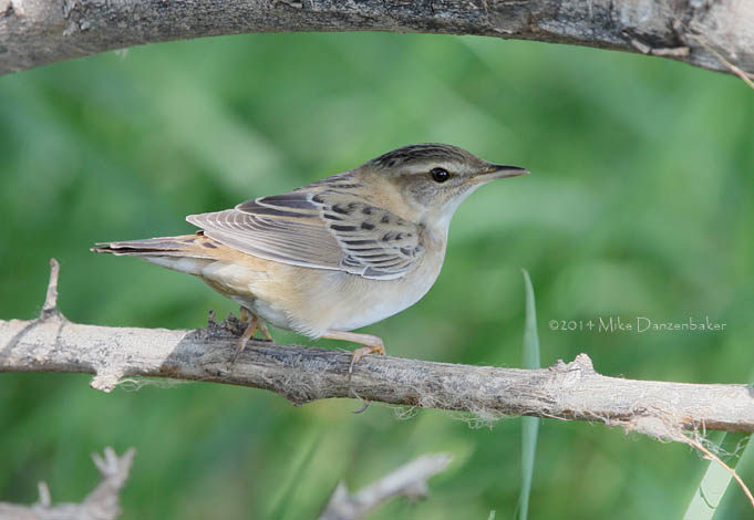 Pallas's Grasshopper Warbler (Locustella certhiola) photo