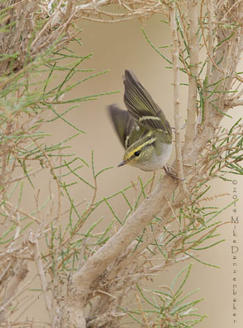 Pallas's Leaf Warbler (Phylloscopus proregulus) photo