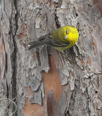 Pine Warbler (Dendroica pinus) photo