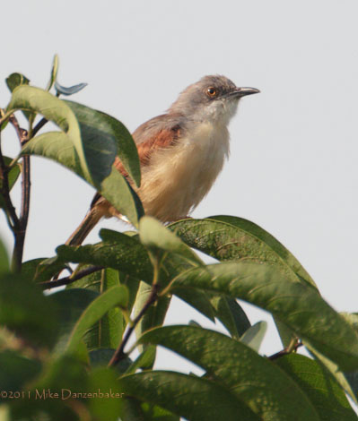 Red-winged Warbler (Heliolais erythropterus) photo