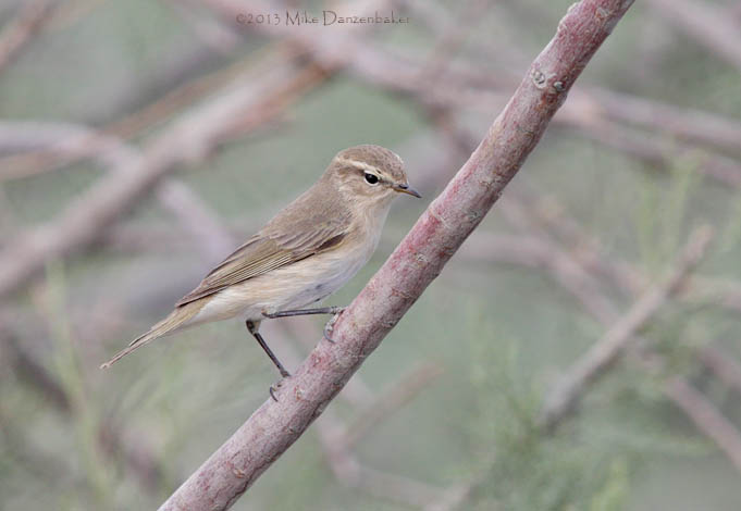 Siberian Chiffchaff (Phylloscopus collybita) photo