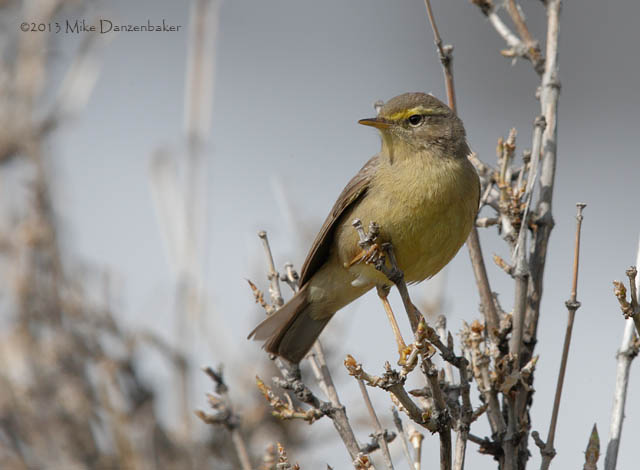 Sulphur-bellied Warbler (Phylloscopus griseolus) photo