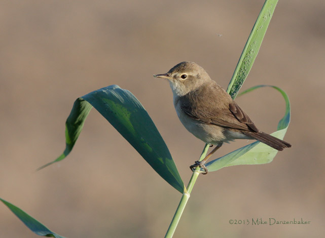 Sykes's Warbler (Iduna rama) photo