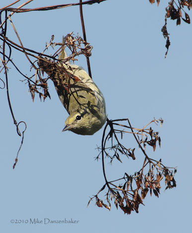 Tennessee Warbler (Vermivora peregrina) photo