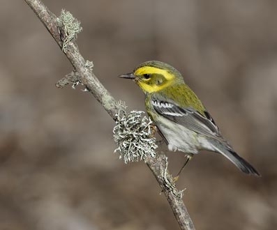 Townsend's Warbler (Dendroica townsendi) photo