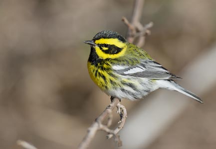 Townsend's Warbler (Dendroica townsendi) photo