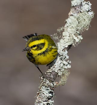 Townsend's Warbler (Dendroica townsendi) photo