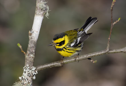 Townsend's Warbler (Dendroica townsendi) photo