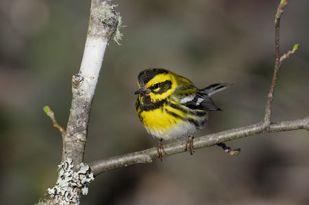 Townsend's Warbler (Dendroica townsendi) photo