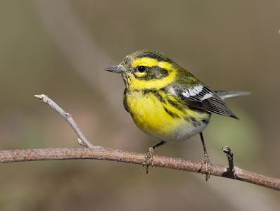 Townsend's Warbler (Dendroica townsendi) photo